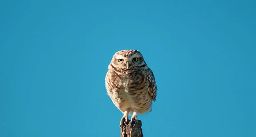 «Академия для малышей». Цикл музейных занятий
